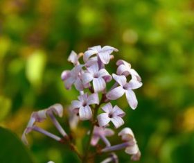 Various blooming flowers Stock Photo 04