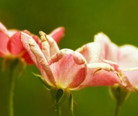 Various blooming flowers Stock Photo 05