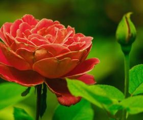 Various blooming flowers Stock Photo 06