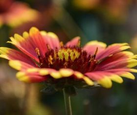 Various blooming flowers Stock Photo 07