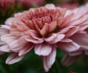 Various blooming flowers Stock Photo 08