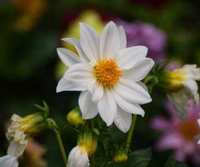 Various blooming flowers Stock Photo 09