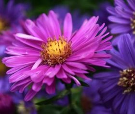 Various blooming flowers Stock Photo 10