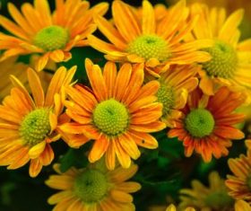 Various blooming flowers Stock Photo 11