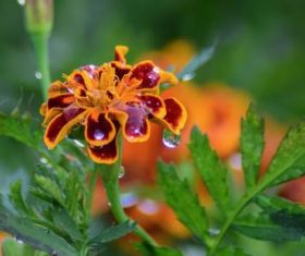 Various blooming flowers Stock Photo 12