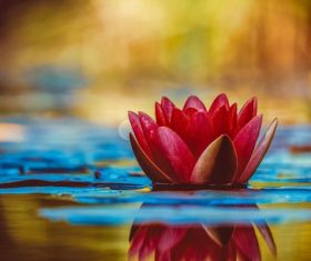 Water lily in the pond Stock Photo