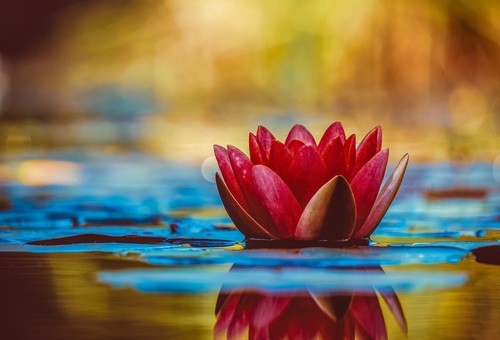 Water lily in the pond Stock Photo