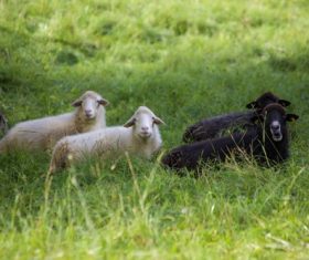 White and black sheep on the grass Stock Photo