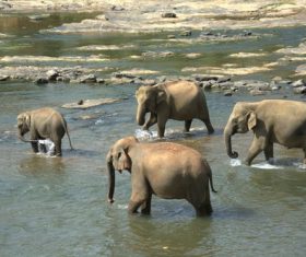 Wild elephant crossing the river Stock Photo