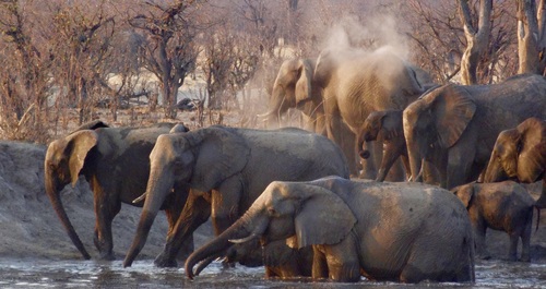 Wild elephant drinking water Stock Photo
