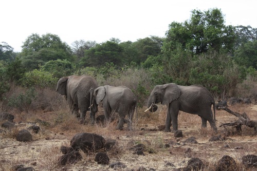 Wild elephant migration Stock Photo 02