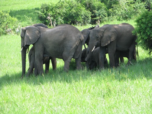 Wild elephant migration Stock Photo 03