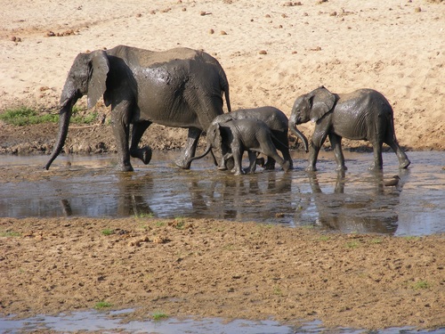 Wild elephant migration Stock Photo 04