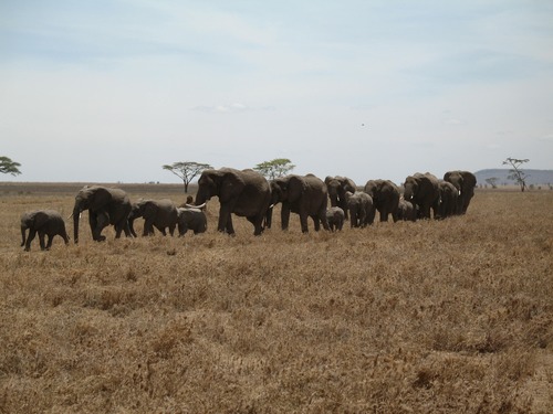 Wild elephant migration Stock Photo 07