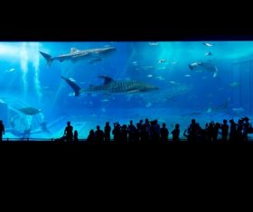 Wonderful aquarium Stock Photo 01