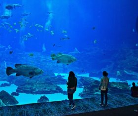 Wonderful aquarium Stock Photo 03