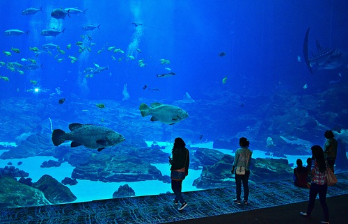 Wonderful aquarium Stock Photo 03