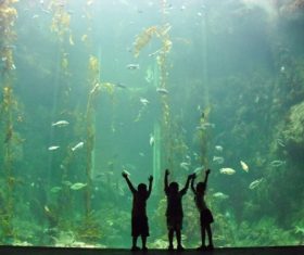 Wonderful aquarium Stock Photo 04