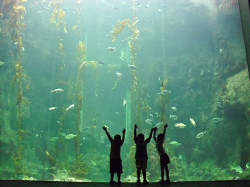 Wonderful aquarium Stock Photo 04