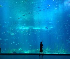 Wonderful aquarium Stock Photo 05