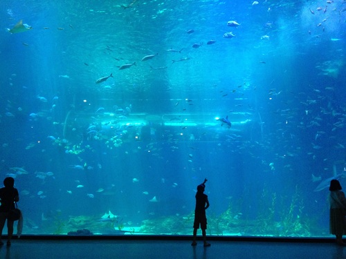 Wonderful aquarium Stock Photo 05