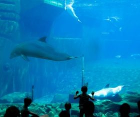 Wonderful aquarium Stock Photo 06