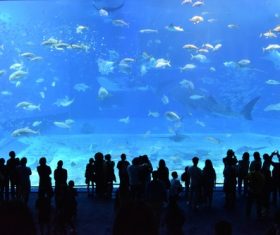 Wonderful aquarium Stock Photo 07