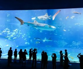 Wonderful aquarium Stock Photo 08