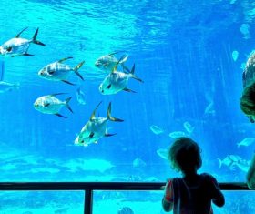 Wonderful aquarium Stock Photo 09