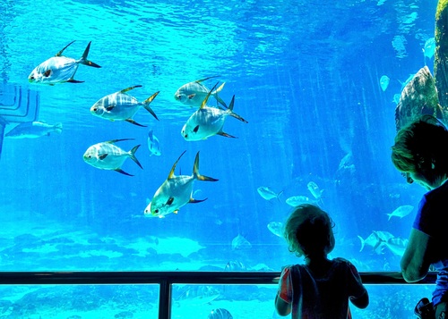 Wonderful aquarium Stock Photo 09
