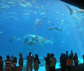 Wonderful aquarium Stock Photo 10