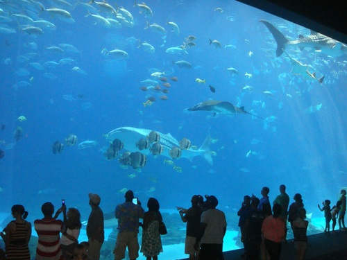 Wonderful aquarium Stock Photo 10