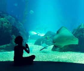 Wonderful aquarium Stock Photo 11