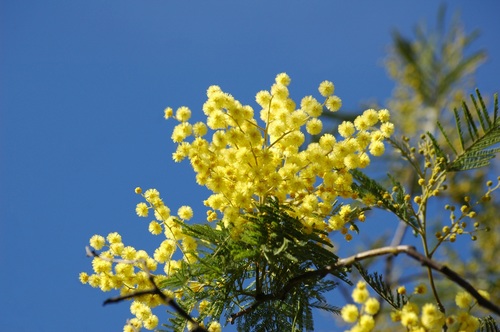 Yellow mimosa flowers Stock Photo 02