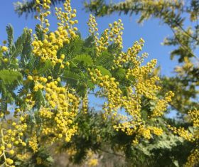 Yellow mimosa flowers Stock Photo 04