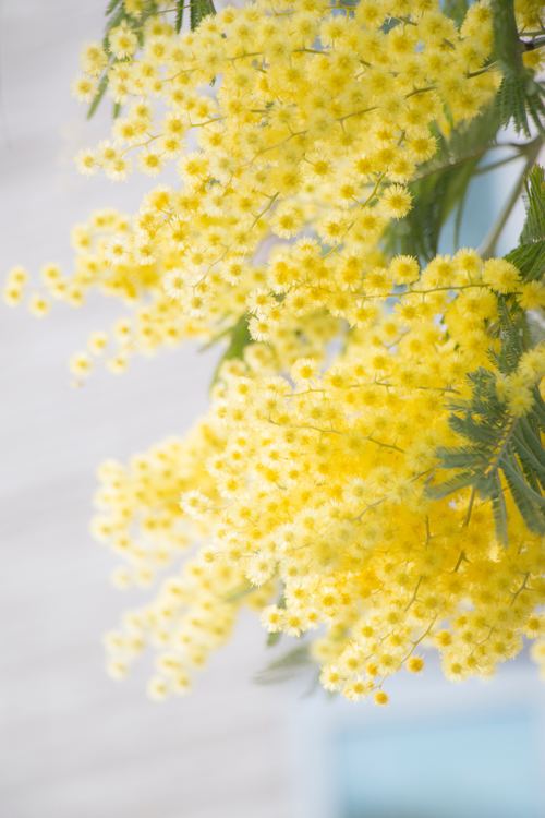 Yellow mimosa flowers Stock Photo 08