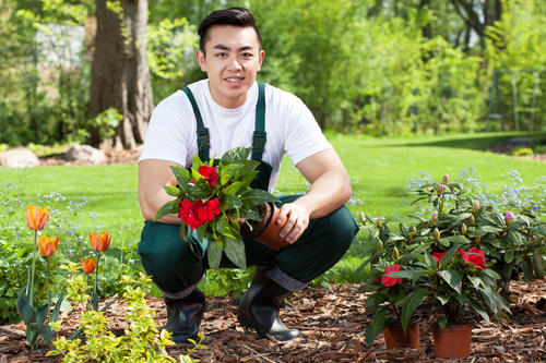 Young man planting flowers Stock Photo
