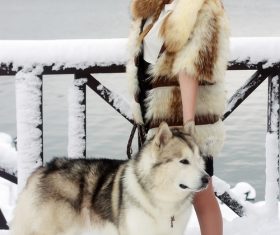 Young woman with wolf dog in snow Stock Photo 02