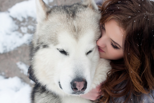 Young woman with wolf dog in snow Stock Photo 06