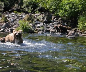 a brown bear family playing in the stream Stock Photo