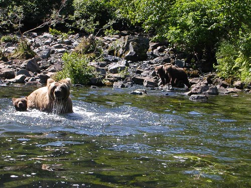 a brown bear family playing in the stream Stock Photo