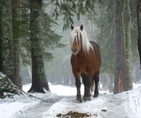a brown wild horse in the forest Stock Photo