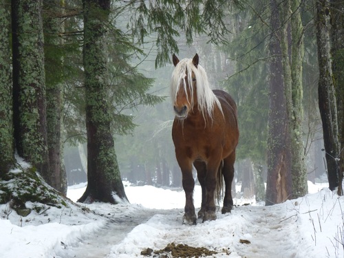 a brown wild horse in the forest Stock Photo