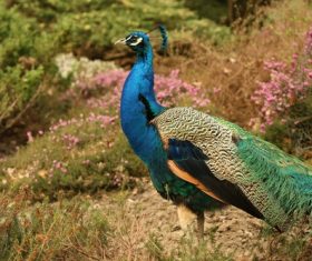 a colorful peacock Stock Photo 01