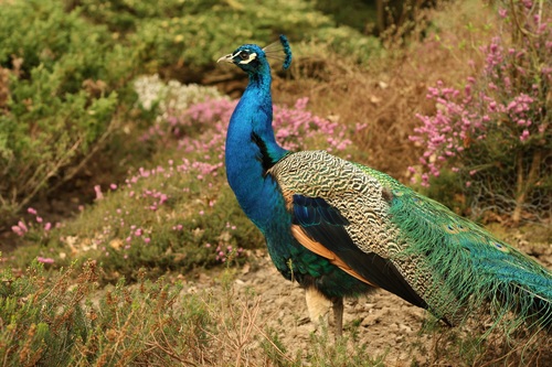a colorful peacock Stock Photo 01