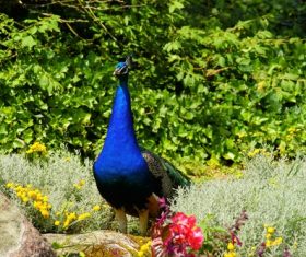 a colorful peacock Stock Photo 02