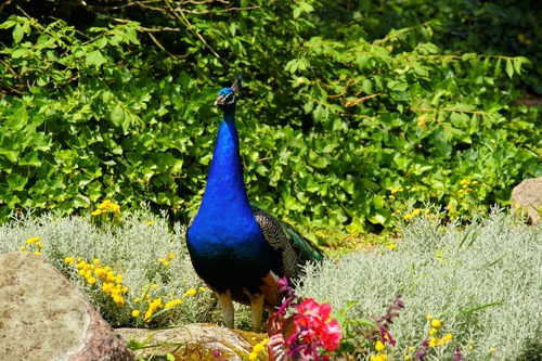 a colorful peacock Stock Photo 02