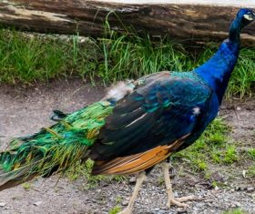 a colorful peacock Stock Photo 03