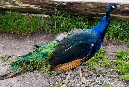 a colorful peacock Stock Photo 03