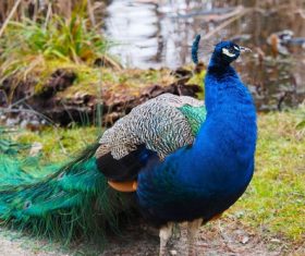 a colorful peacock Stock Photo 04